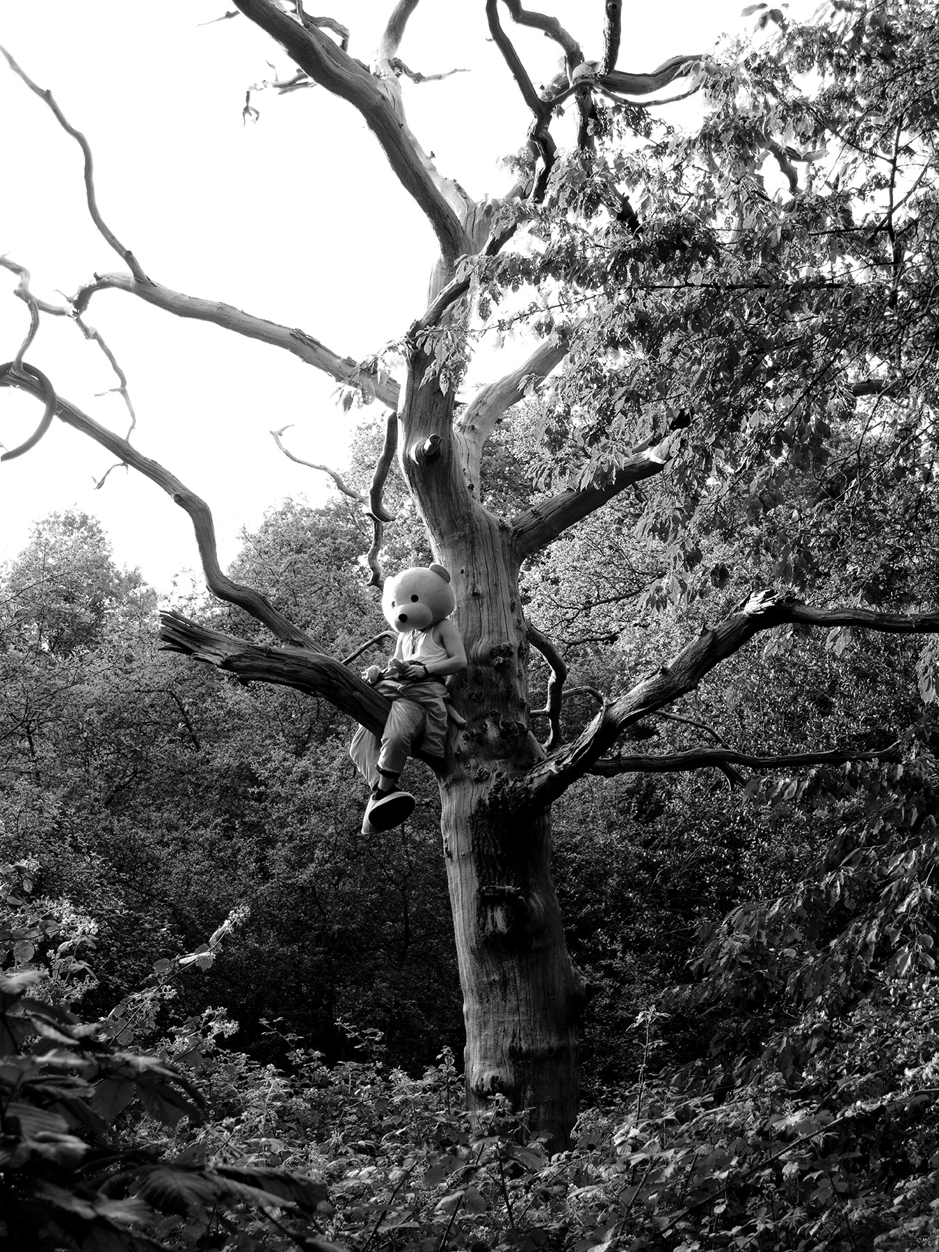 pink bear climbing a tree in epping forest. Black and white photograph.